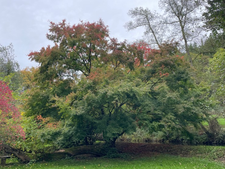 Arboretum / medieval&nbsp;ruins